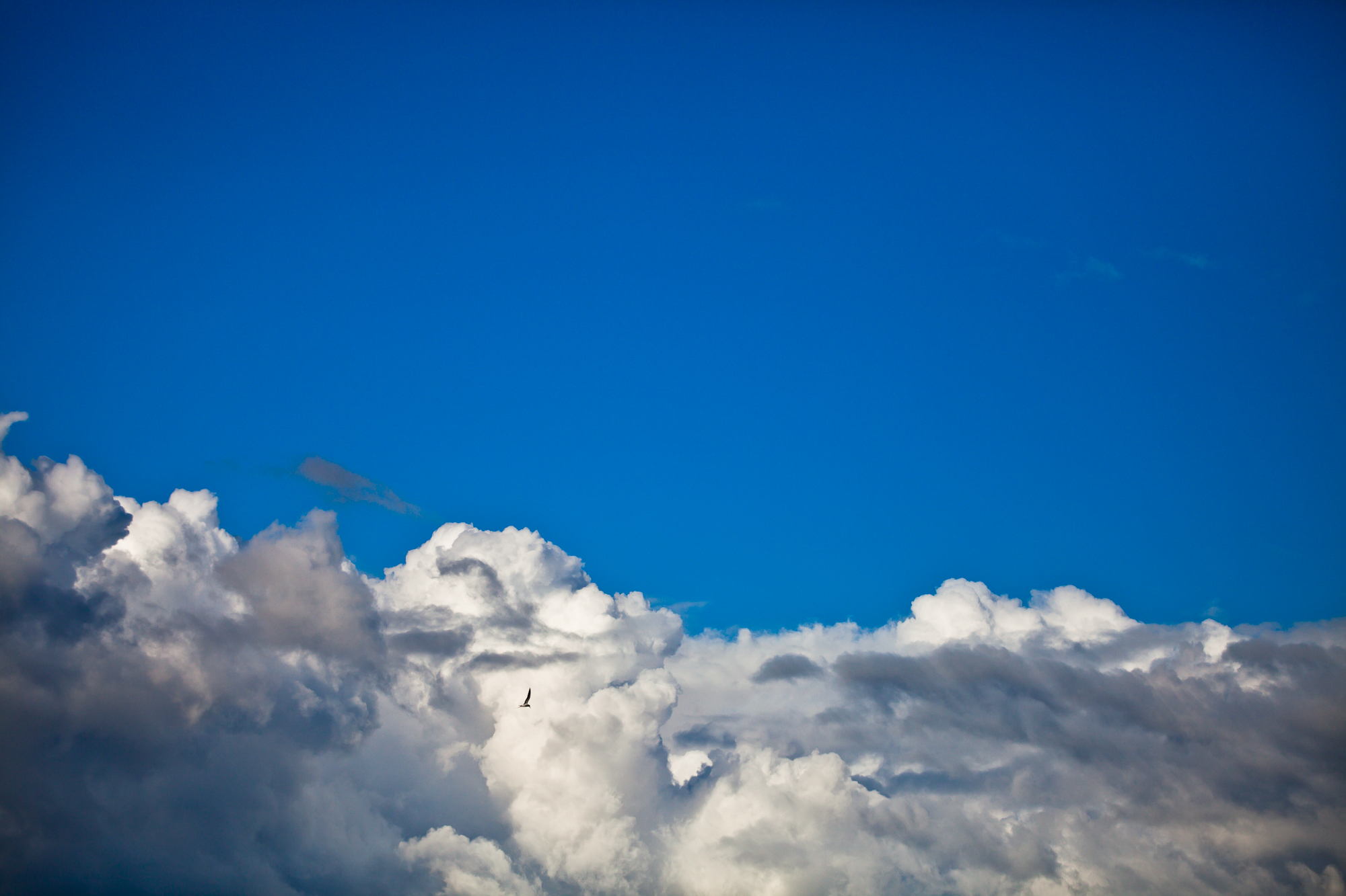 Mike Mehiel Photography