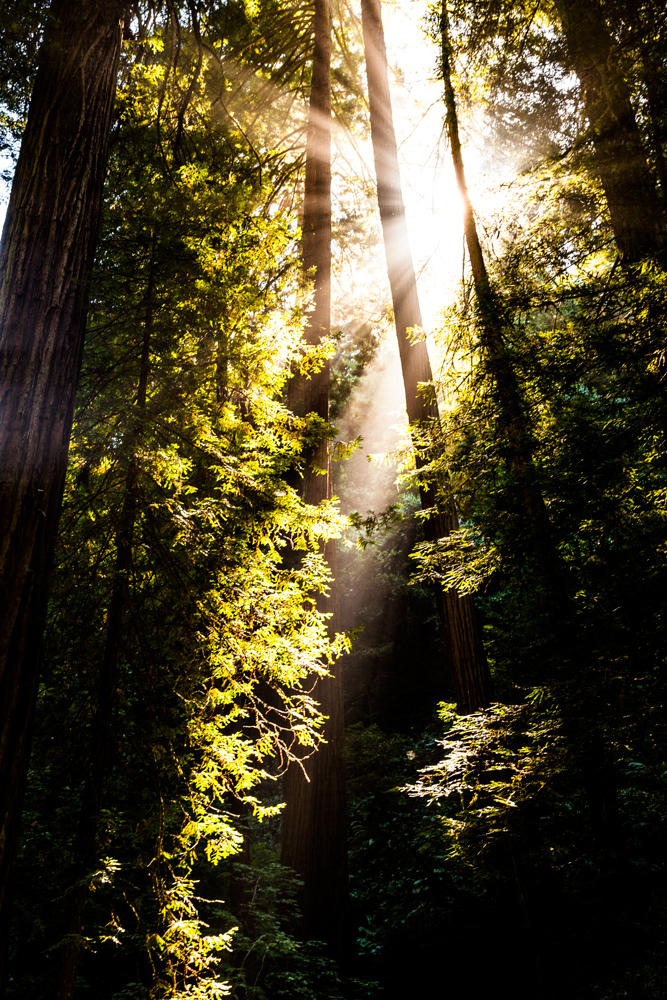 Mike Mehiel Photography