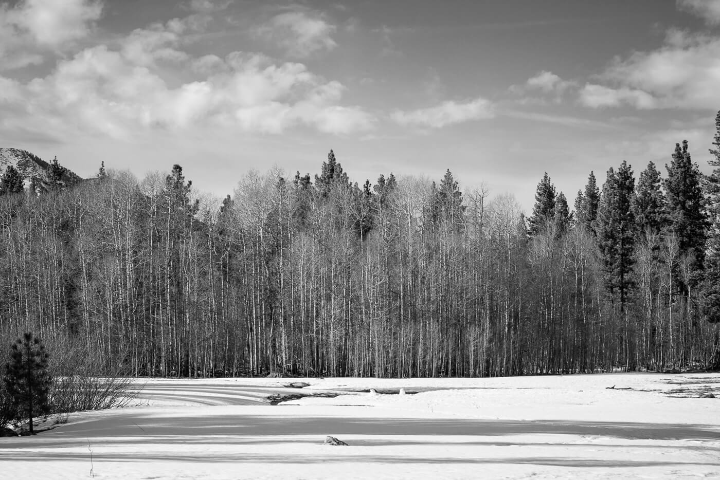 Mike Mehiel Photography - Lake Tahoe Forest